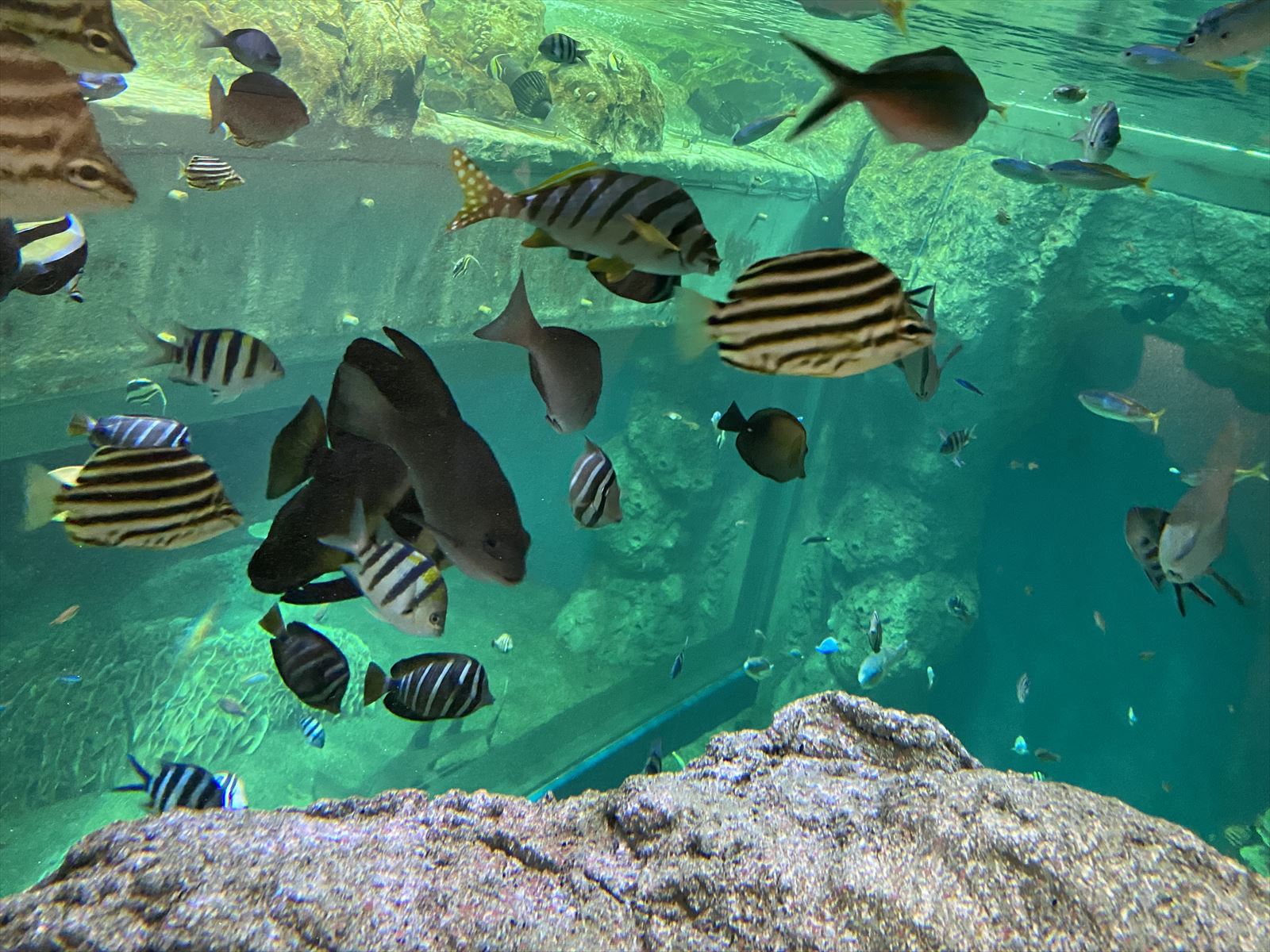 【足摺海洋館】ほか　黒潮の海に住まう魚たちを見に行こう！　★自然文化体験対象
